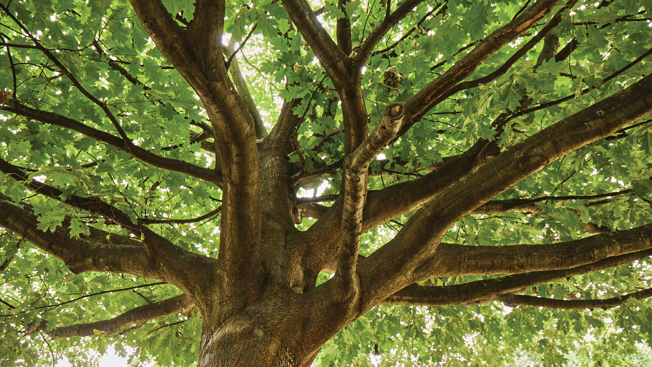 red oak 