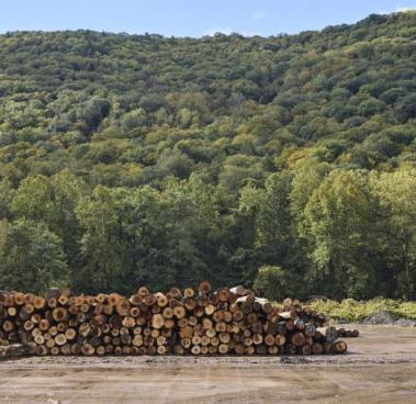 American hardwoods